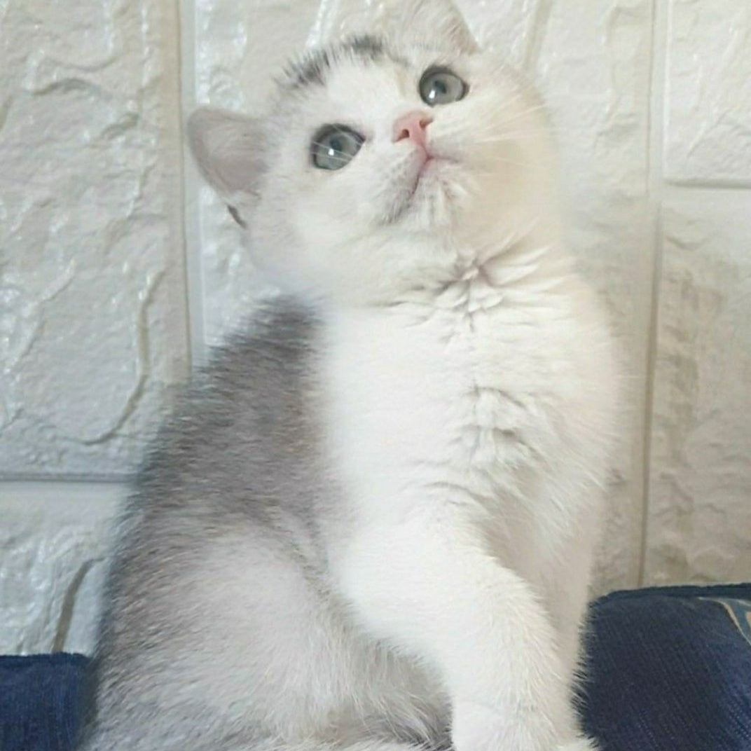 Poll British Shorthair male, black silver ticked tabby bicolour