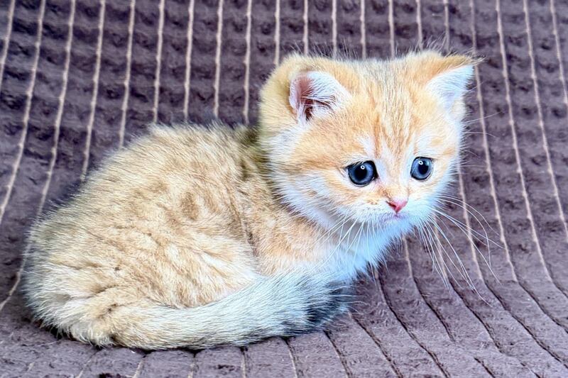 Milo Munchkin male, black golden spotted tabby