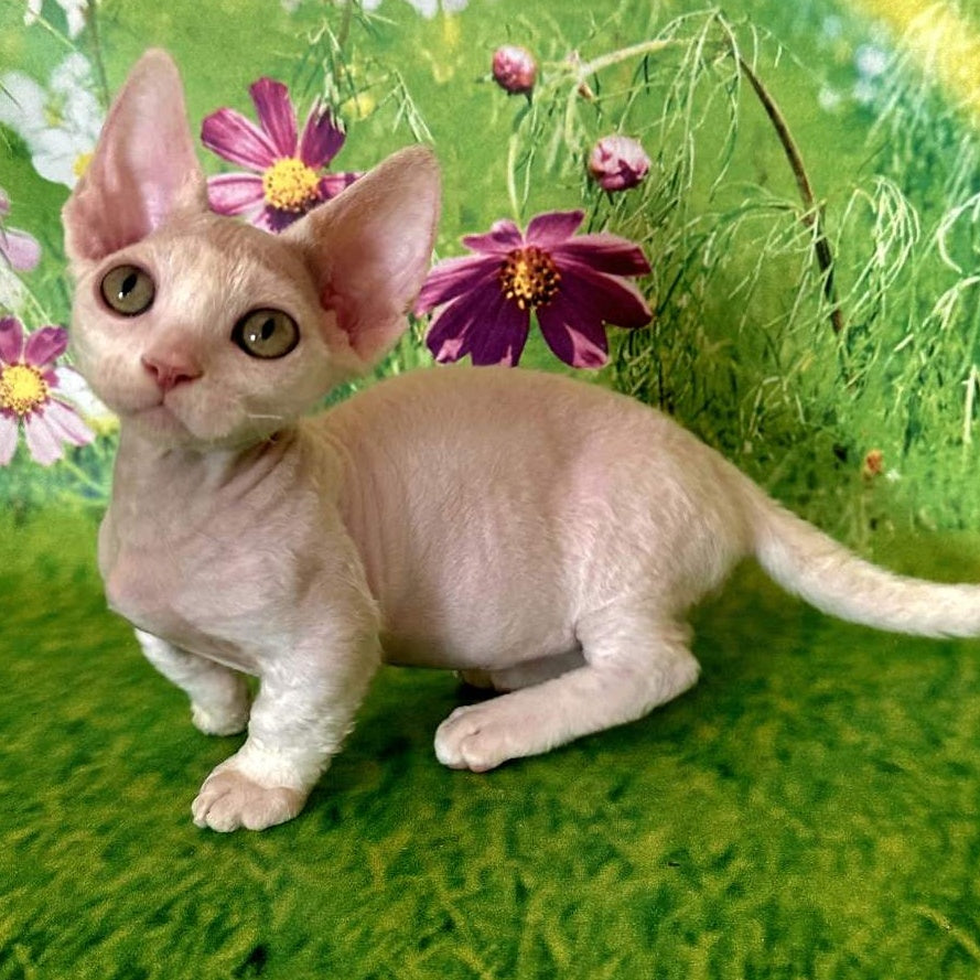 Kruz Devon Rex male, white