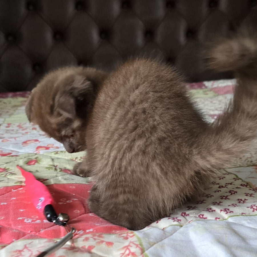 Cookie Scottish Fold male, chocolate