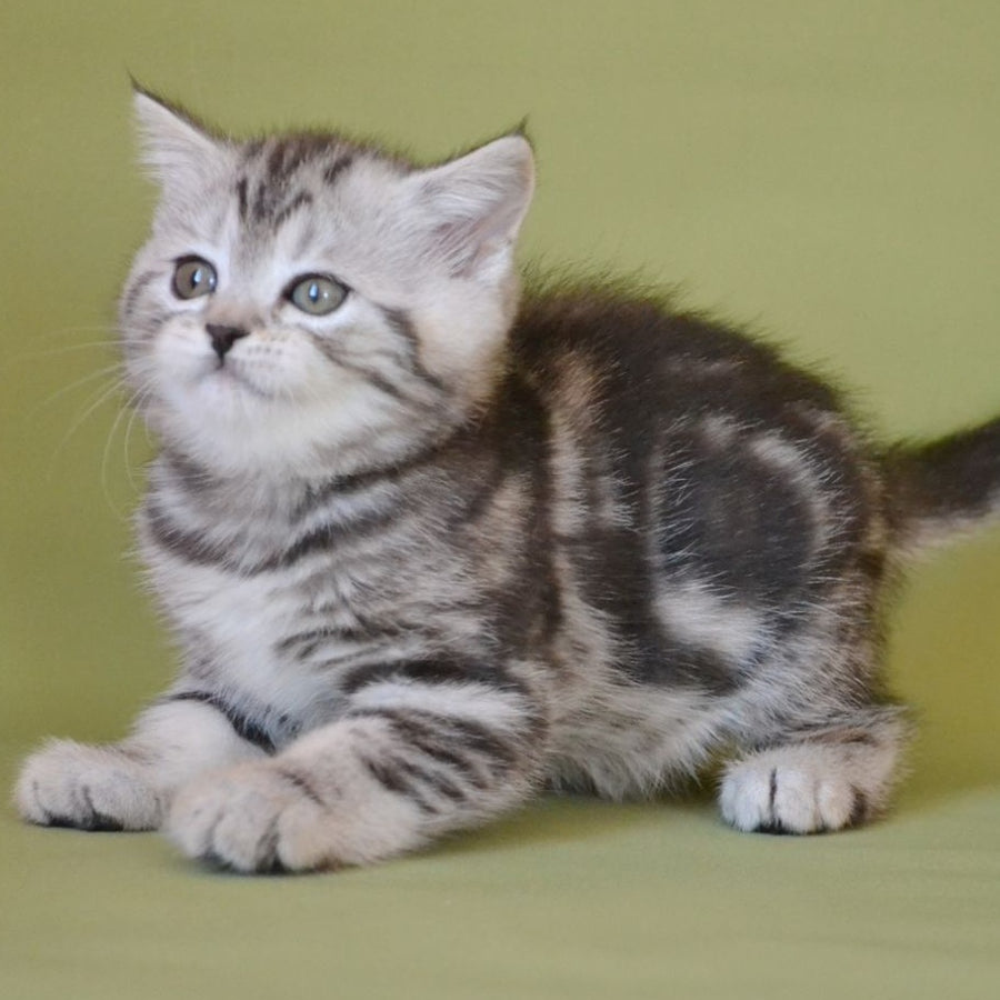 Quiana Scottish Straight female, black silver tabby