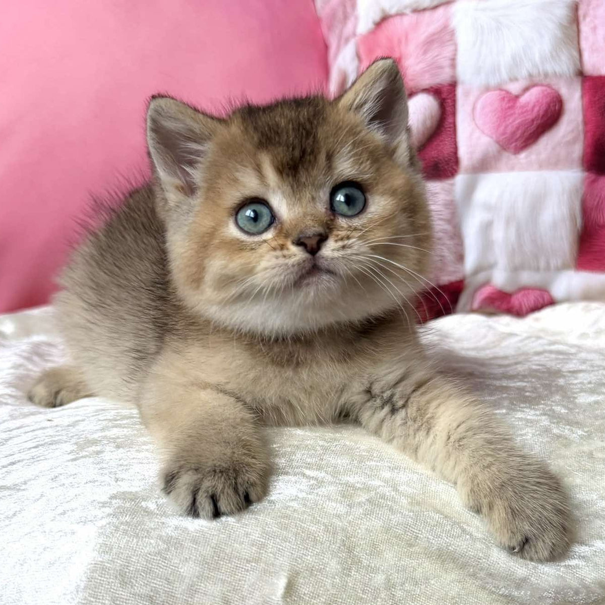 Inti British Shorthair female, black ticked tabby