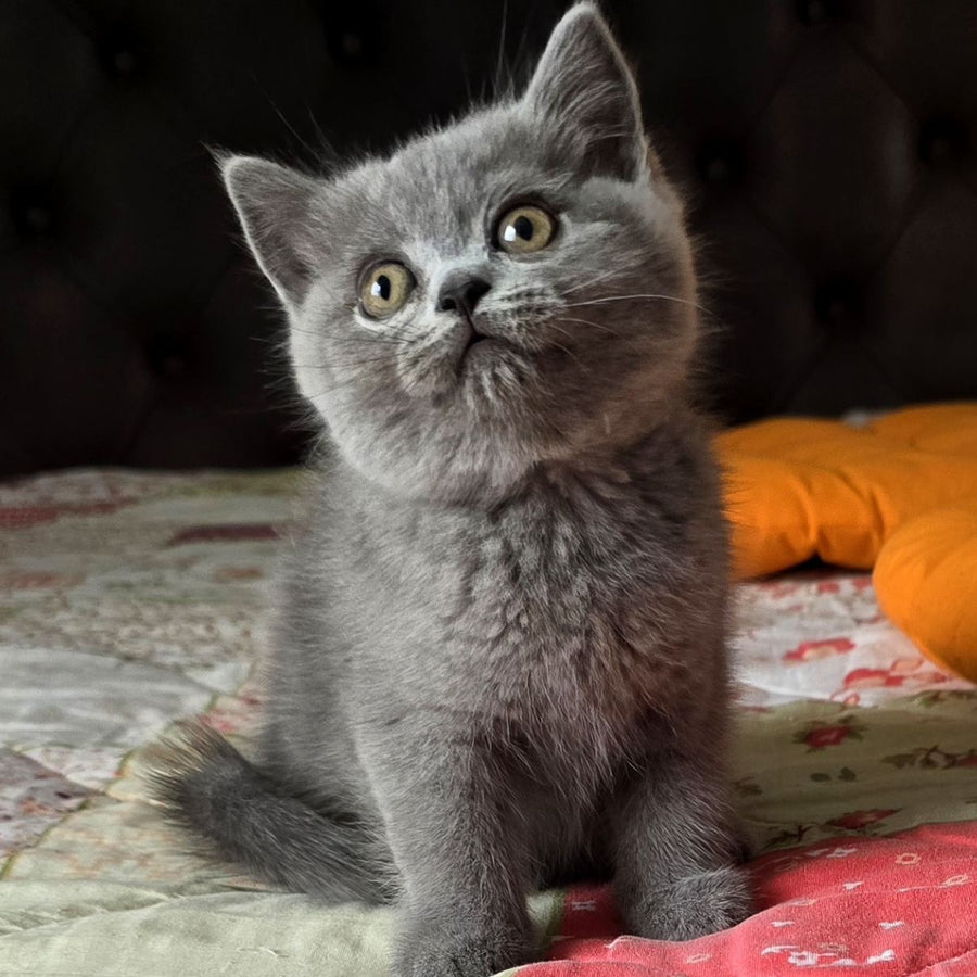Claudia Scottish Straight female, blue