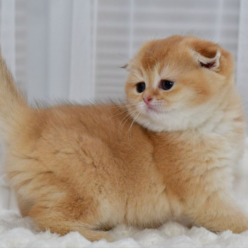 Nika Scottish Fold female, black golden shaded