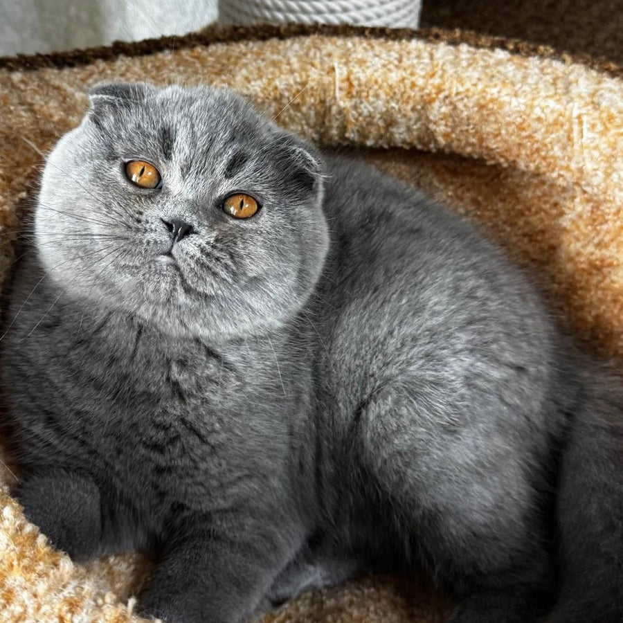 Baffy Scottish Fold female, blue