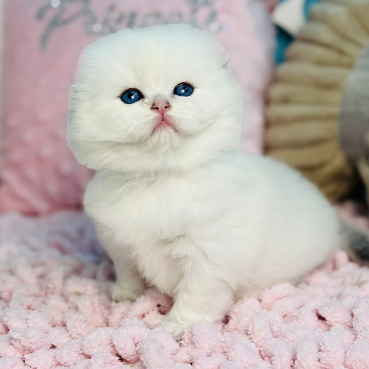 Iriska Scottish Fold female, black silver shaded pointed