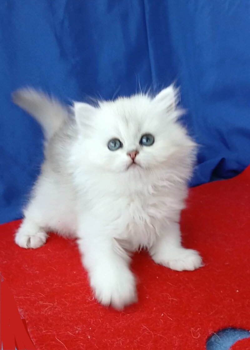 Milena Persian female, black silver shaded