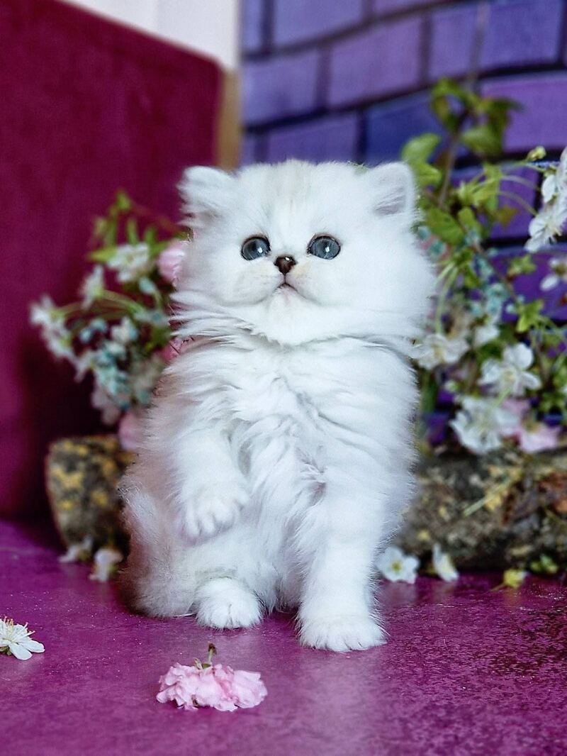 Nettie British Longhair female black silver shaded - live animals