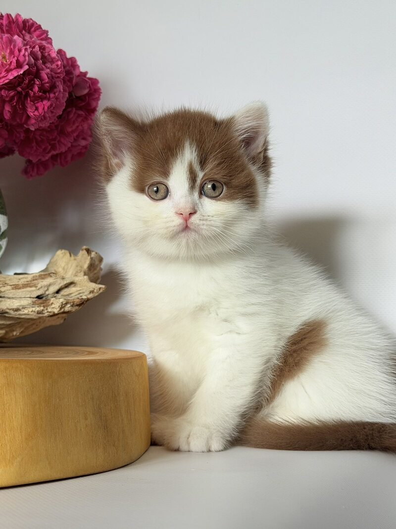 Ferris British Shorthair male, cinnamon harlequin