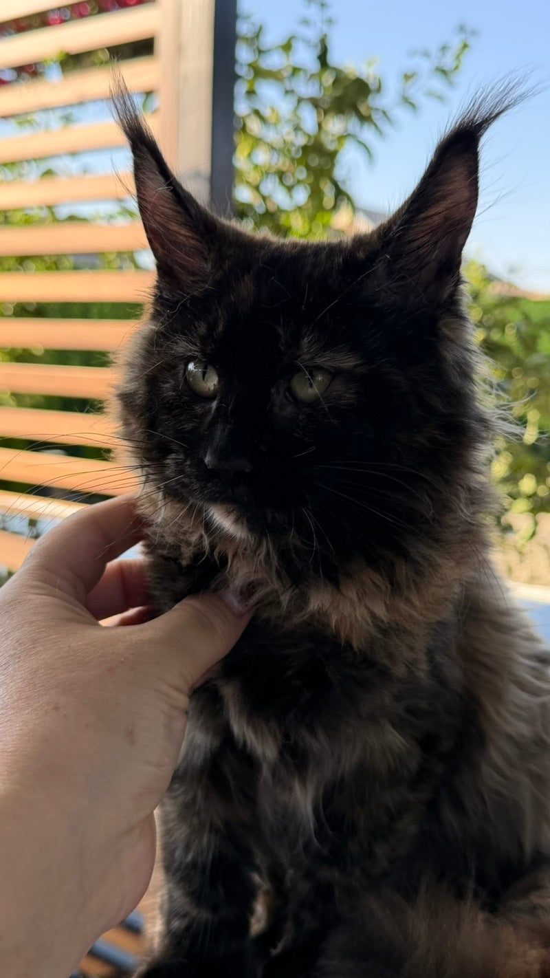 Africa Maine Coon female, black tortie