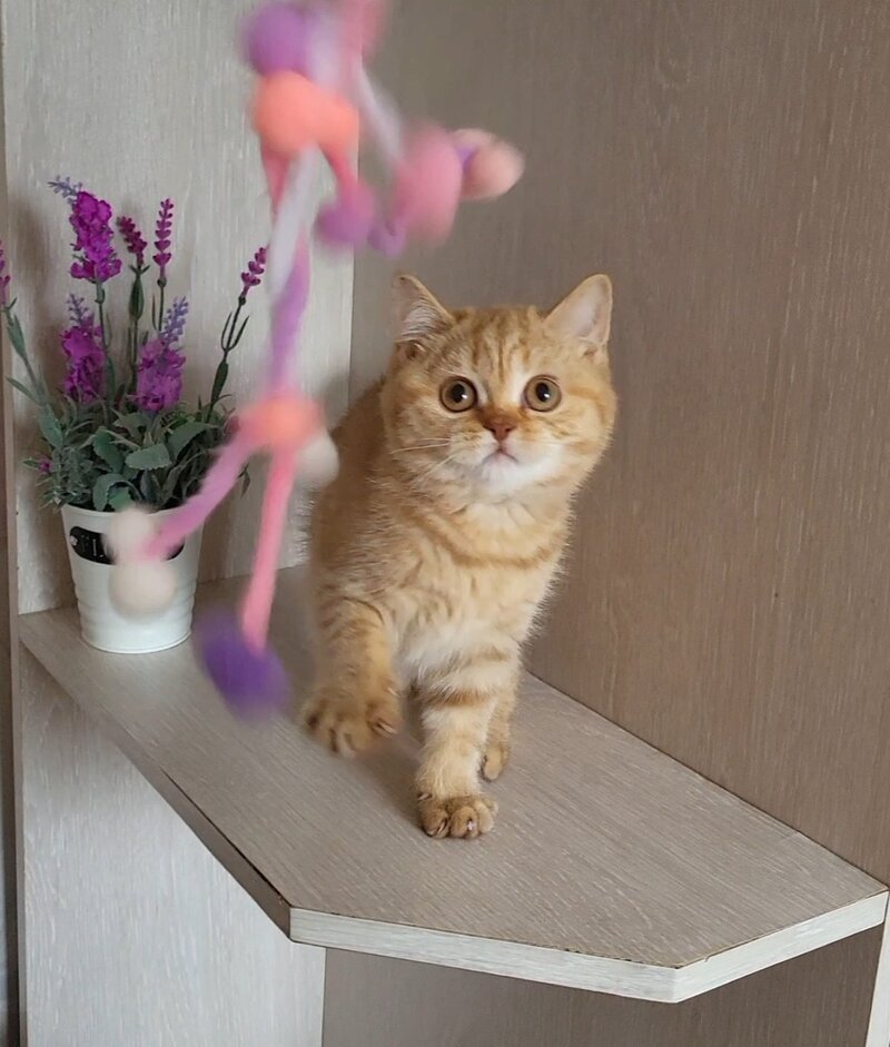 Alina British Shorthair female cinnamon - live animals