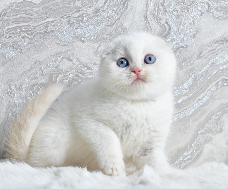 Jeff Scottish Fold male cream tabby pointed - live animals