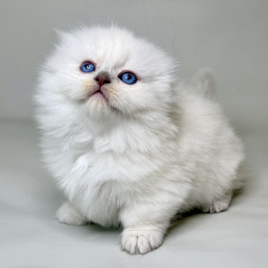 Stormy Munchkin female, blue shaded pointed
