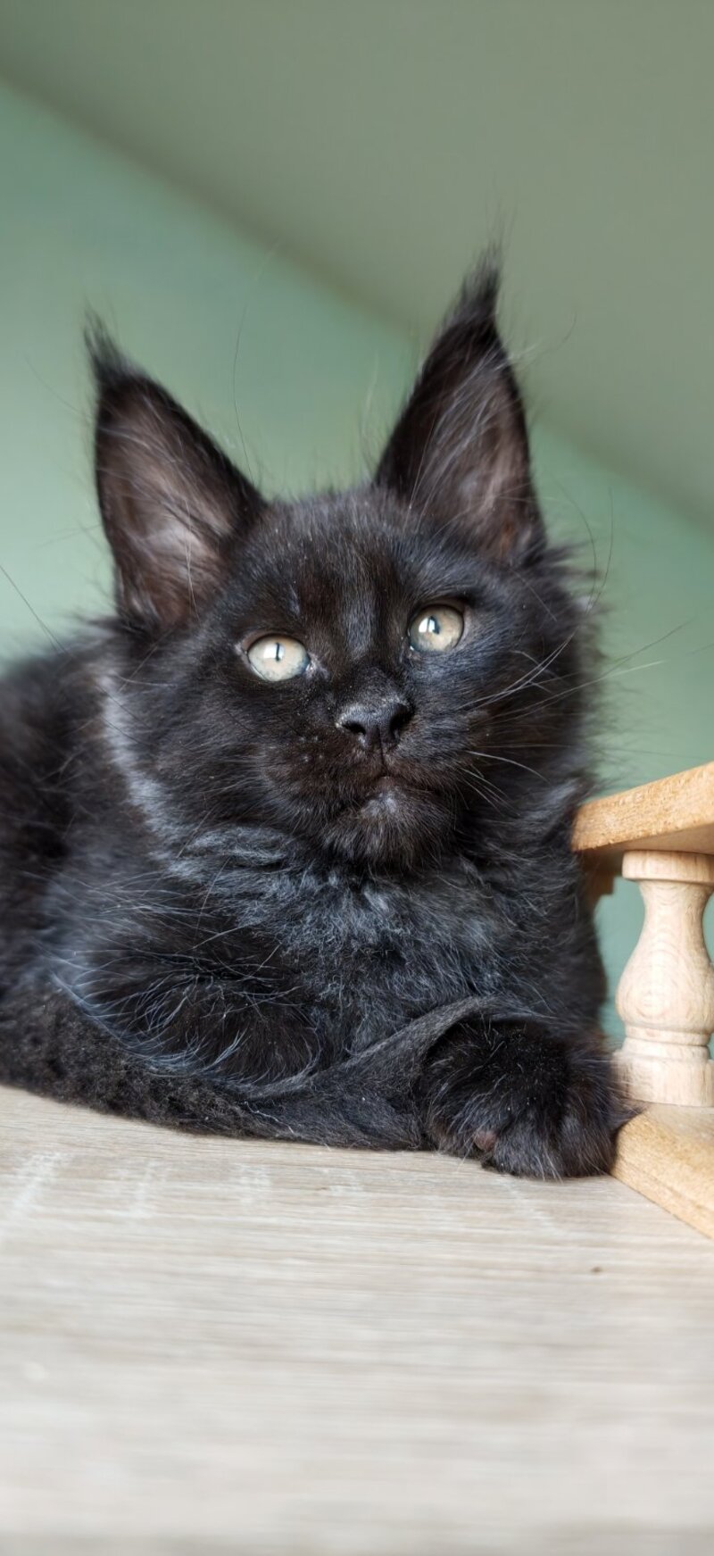 Genry Maine Coon male, black