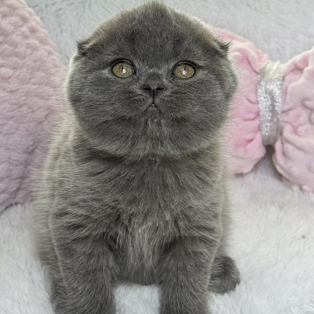 Xenia Scottish Fold female, blue