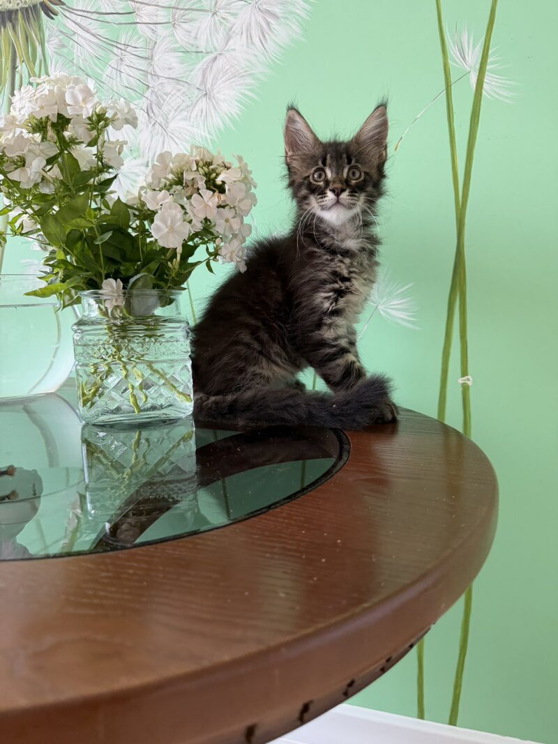 Tik-Tok Maine Coon male, black spotted tabby
