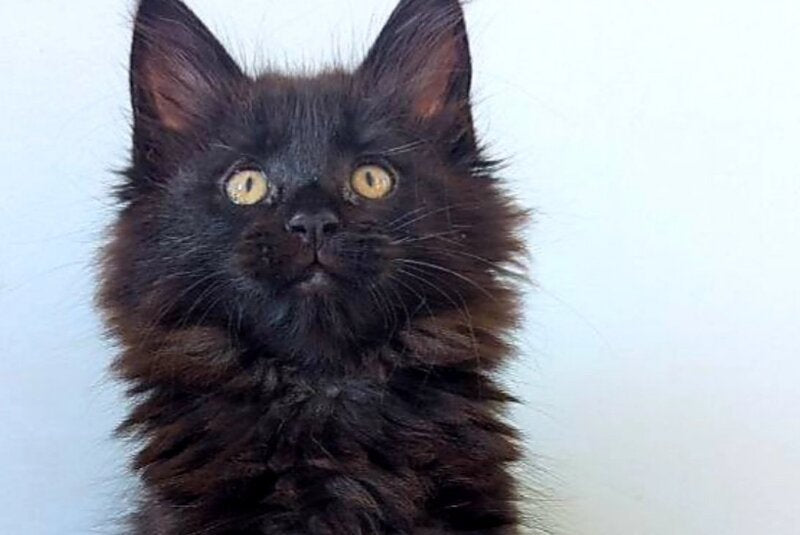 Chanti Maine Coon female, black