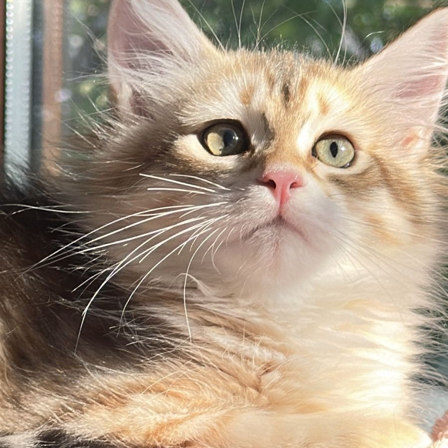 Yukon Siberian male, black golden tabby