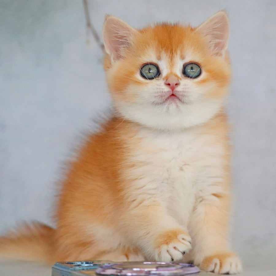 Zemfira British Shorthair female, black golden chinchilla