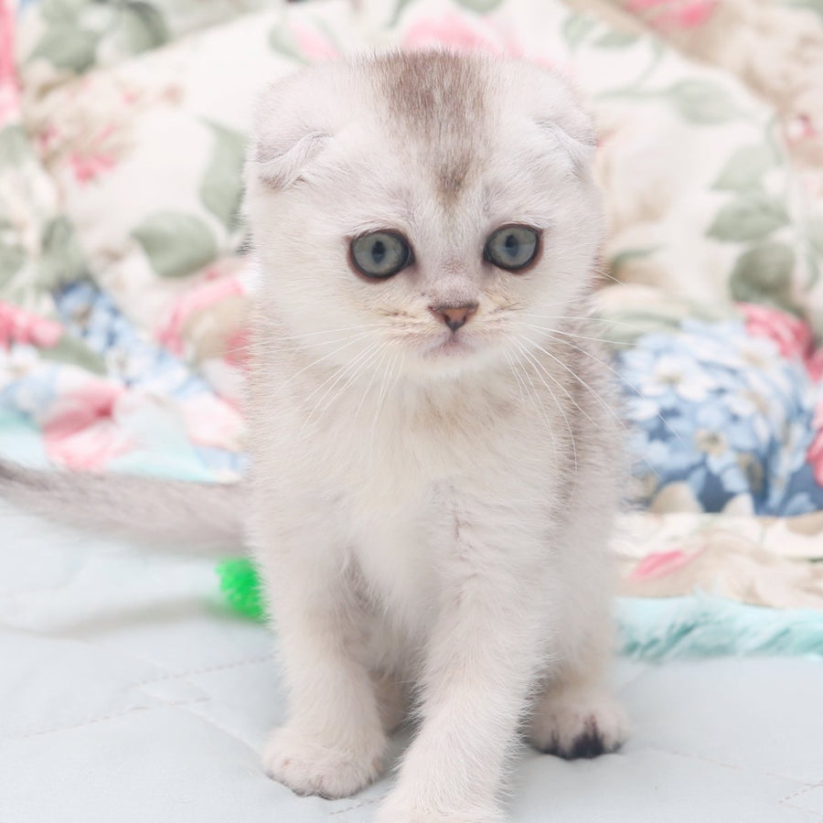 Haiden Scottish Fold female, black silver shaded
