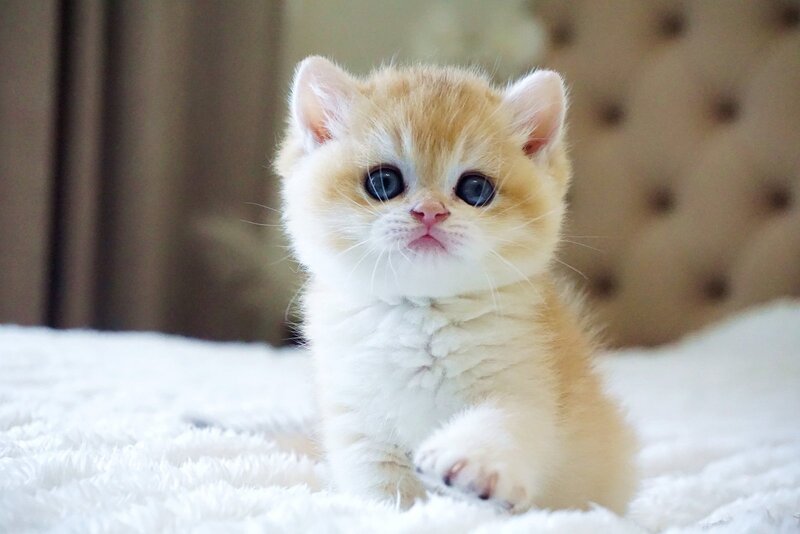Den British Shorthair male, black golden chinchilla