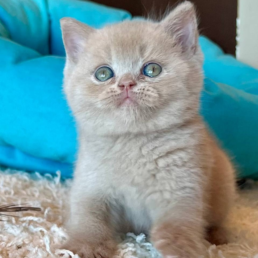 Pamela British Shorthair female, fawn