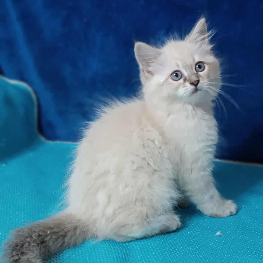Duncan Siberian male, blue tabby pointed