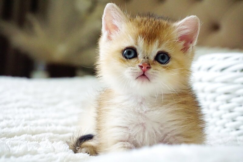 Emil British Shorthair male, black golden shaded