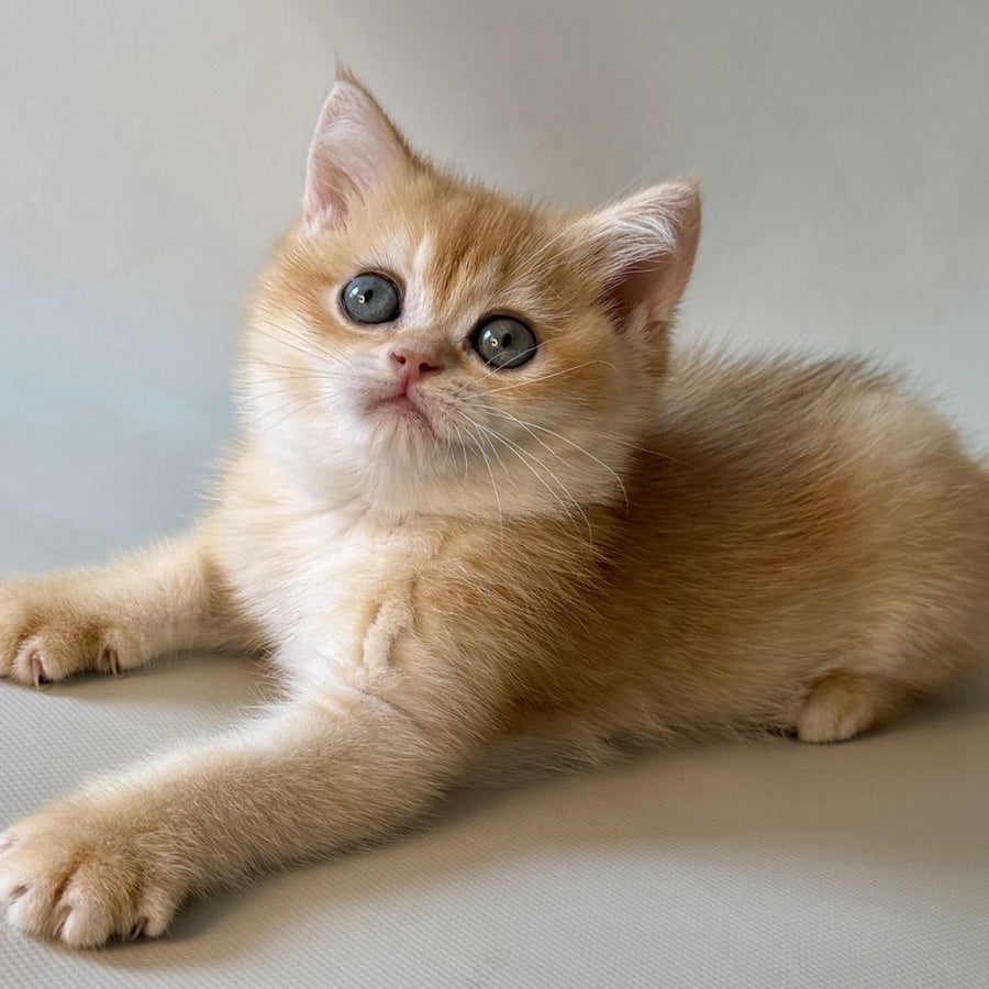 Zazu British Shorthair male, black golden chinchilla