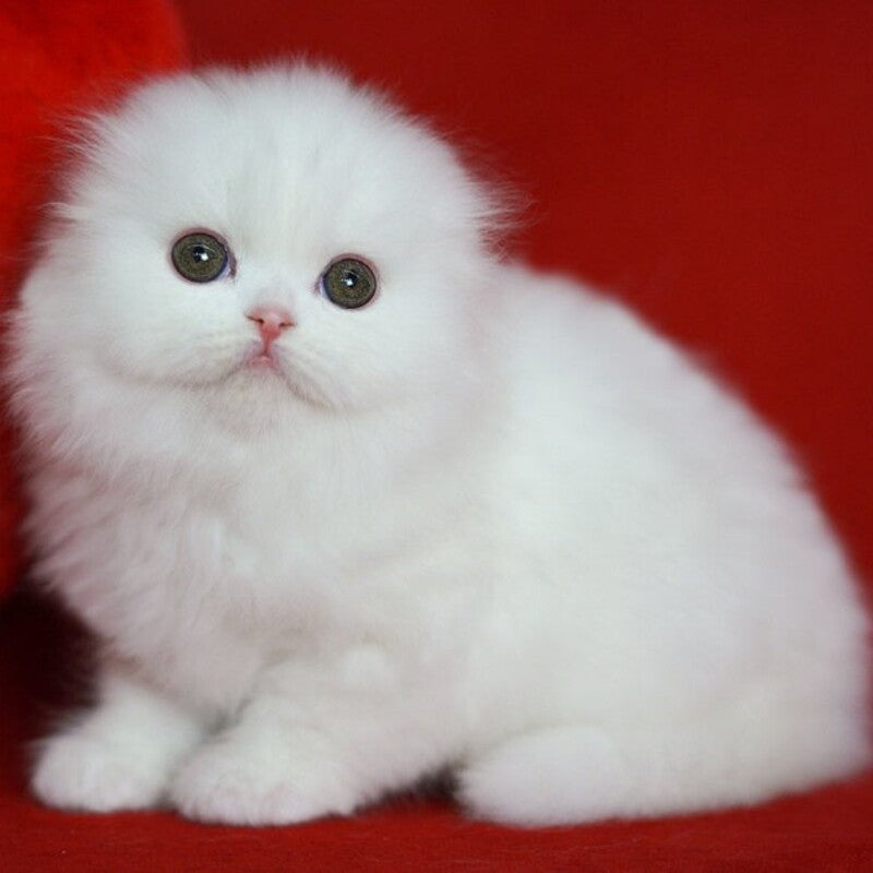 Sweety Scottish Fold female, white