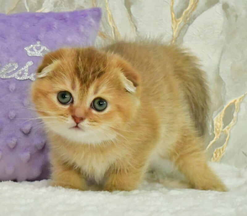 Josie Scottish Fold female, chocolate golden shaded