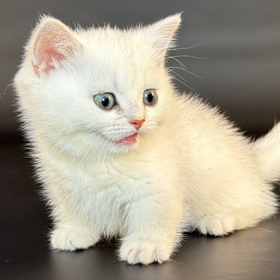Riley Munchkin male, black silver shaded