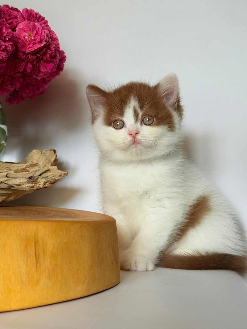 Ferris British Shorthair male, cinnamon harlequin