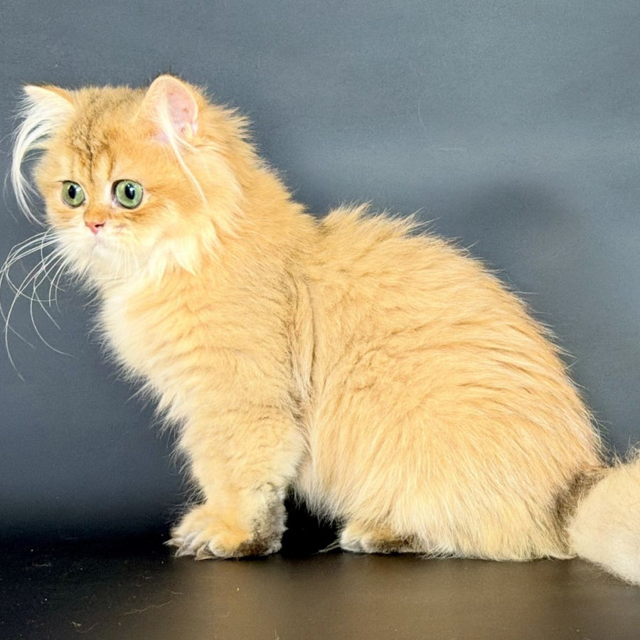 Varo British Longhair female, black golden shaded