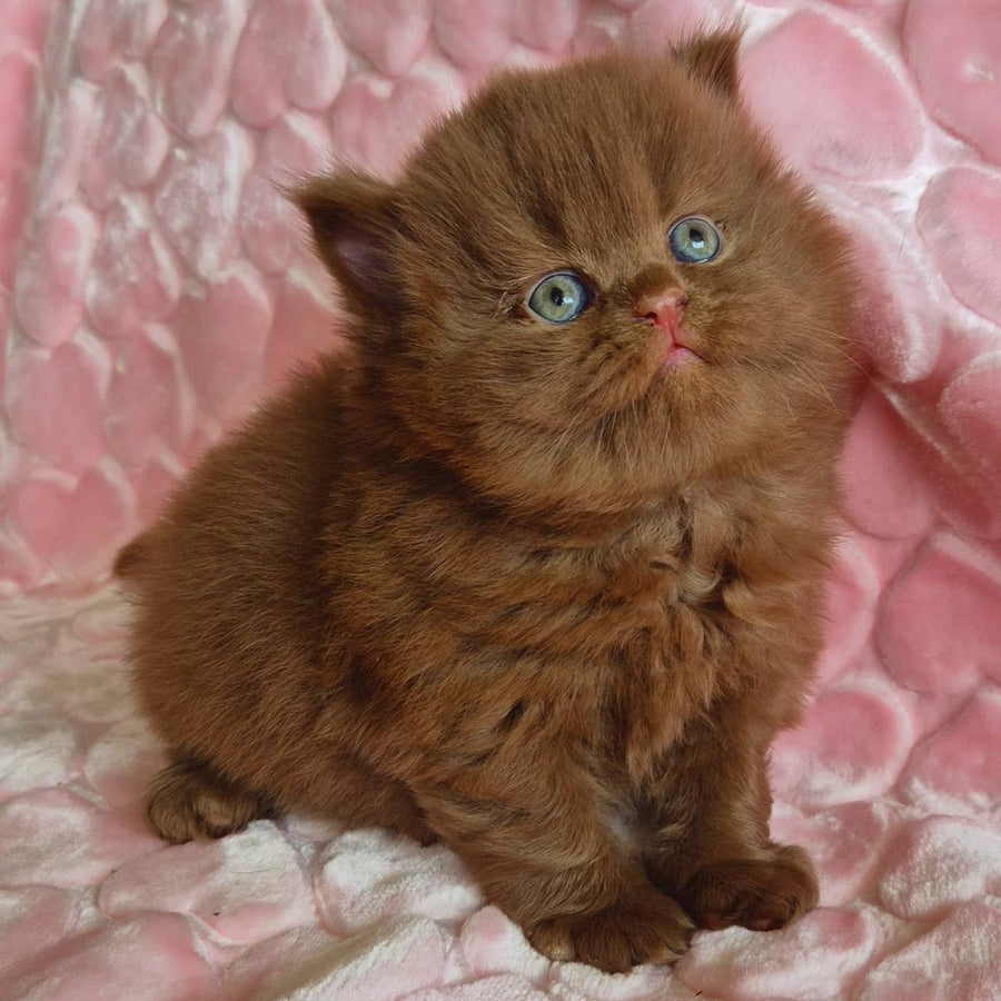 Gucci British Longhair male, cinnamon