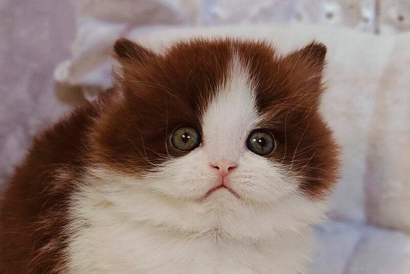 Diamond British Longhair male chocolate bicolour live animals