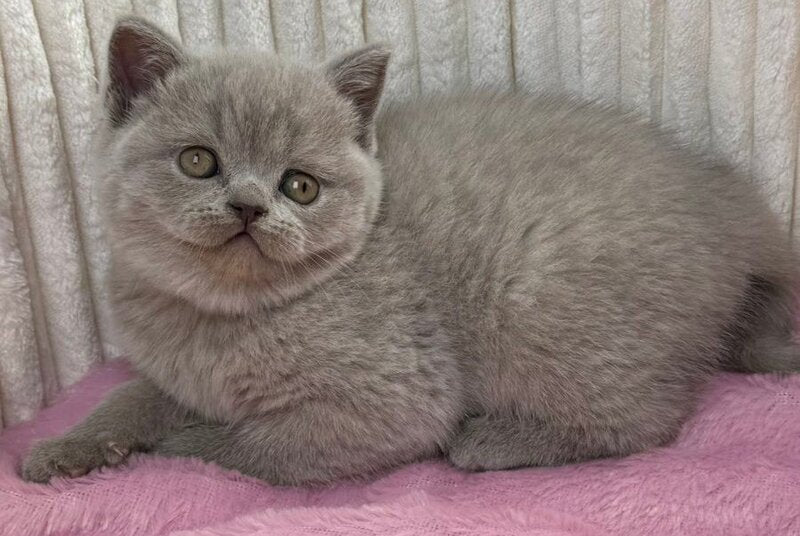 Blanca Scottish Straight female, lilac