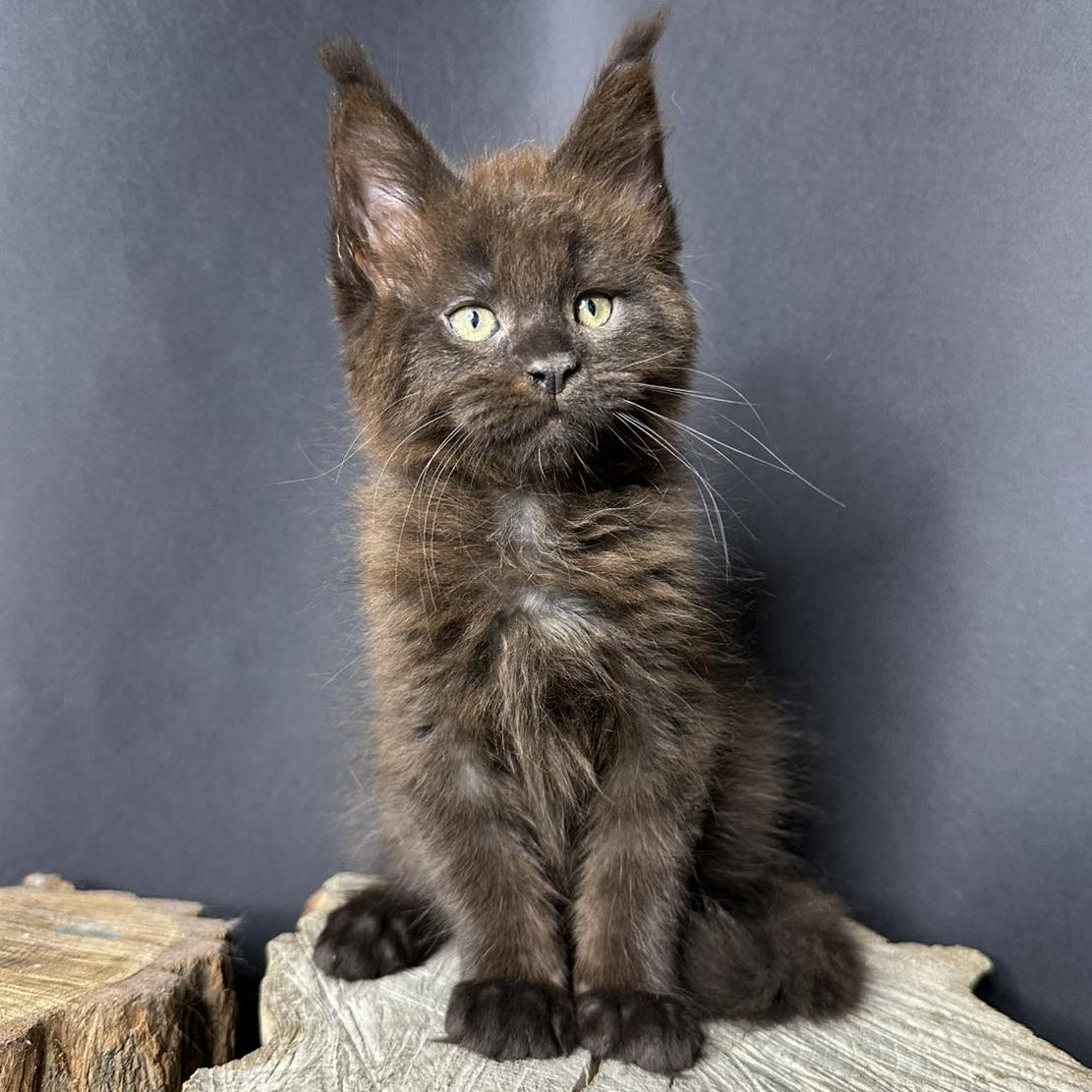 Patron Maine Coon male, black