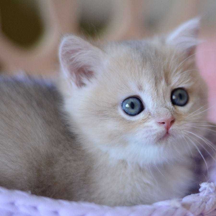 Yanina British Shorthair female, blue golden chinchilla