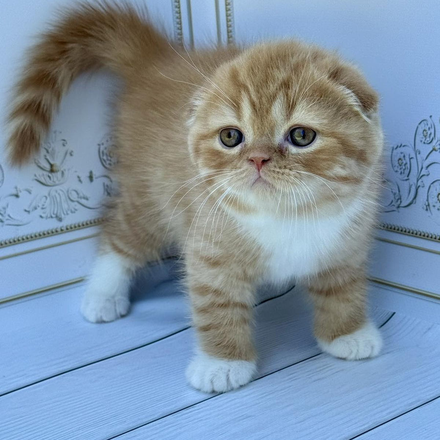 Van Gogh Scottish Fold male, red bicolour