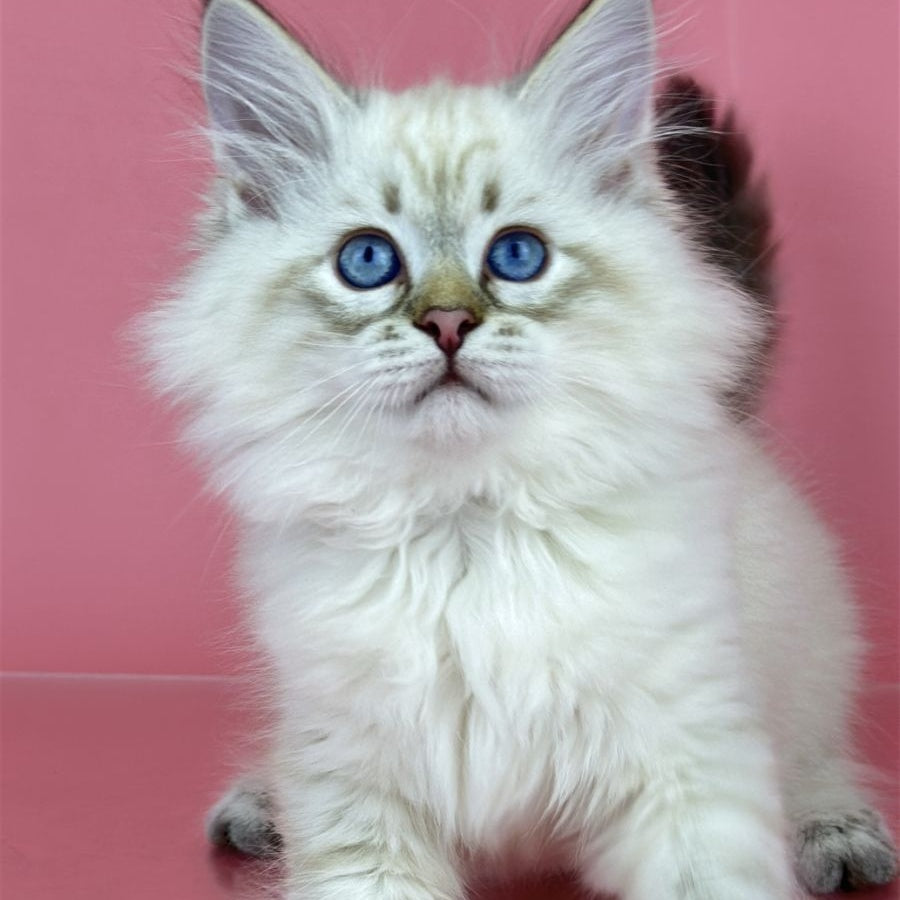 Bastian Siberian male, seal tabby pointed