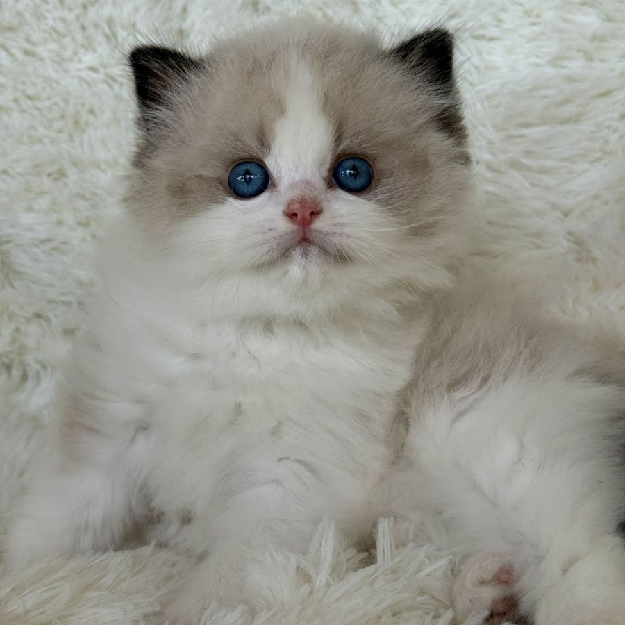 Milan Ragdoll male, black bicolour
