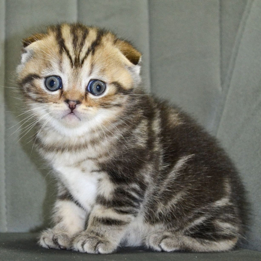 Anabel Scottish Fold male, black tabby