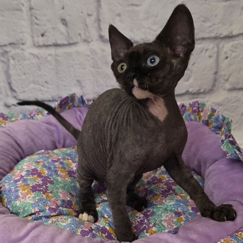 Sofia Devon Rex female, black with white