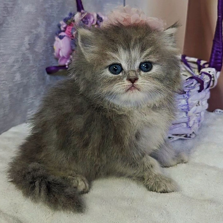 Ustina British Longhair female, blue tortie