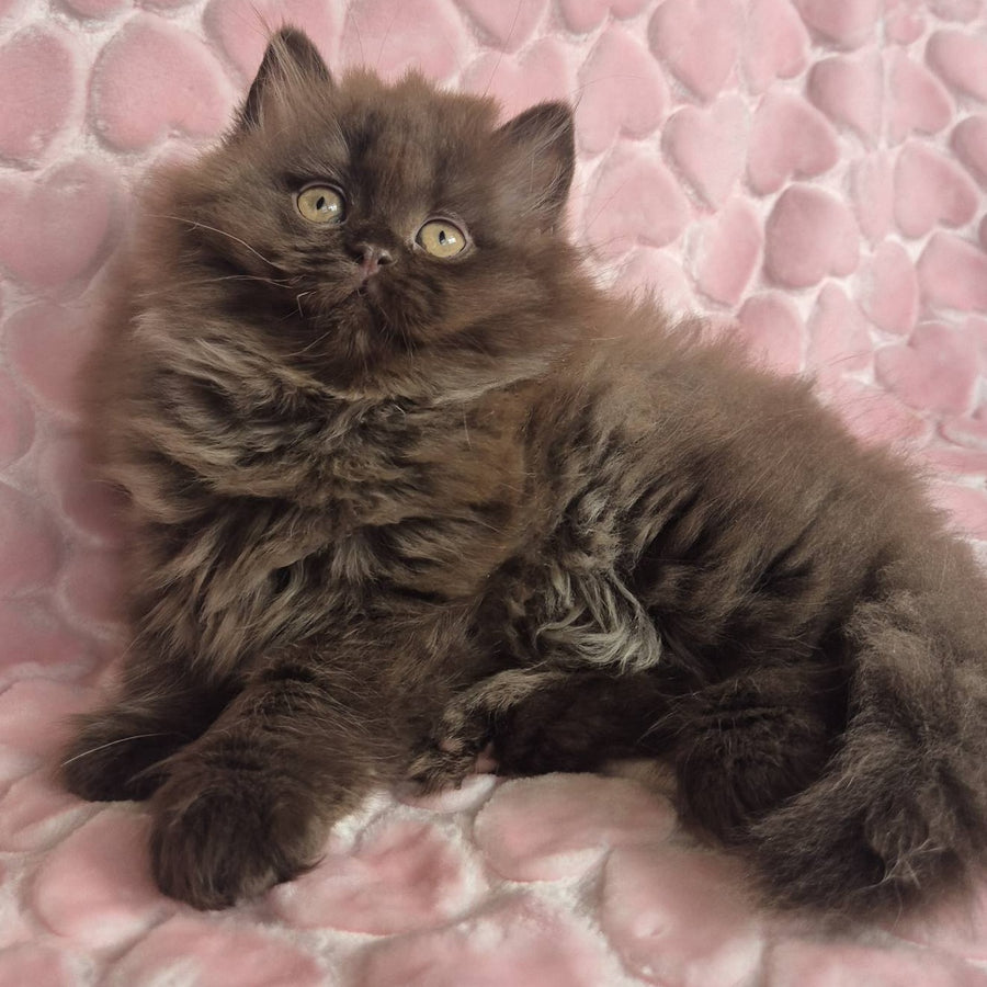David British Longhair male, chocolate