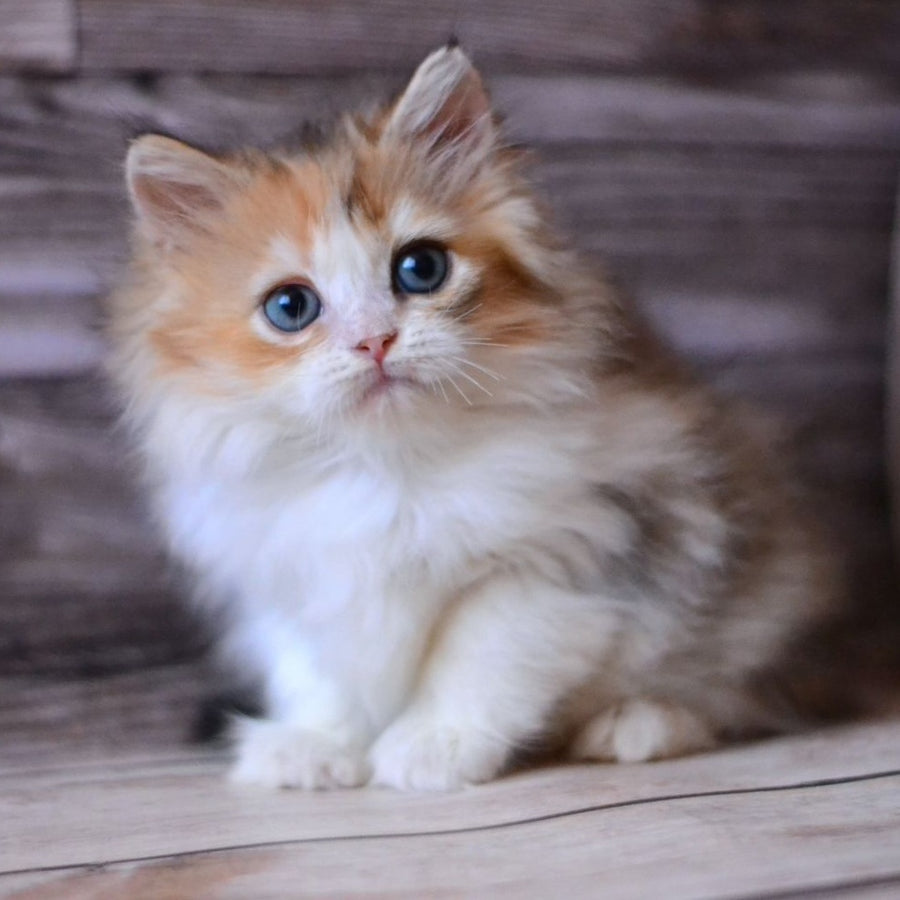Iriska British Longhair female, black tortie bicolour