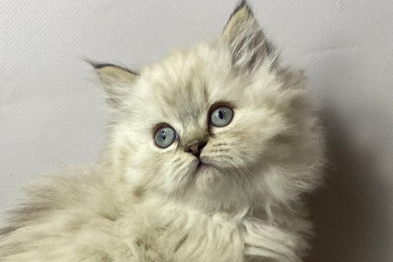 Tifani British Longhair female, black silver tabby pointed