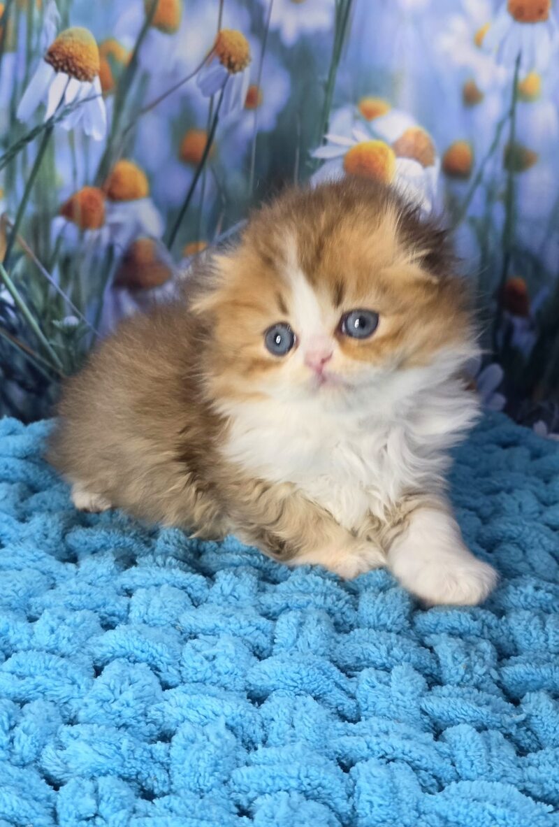 Izium Scottish Fold male chocolate golden shaded bicolour - live animals