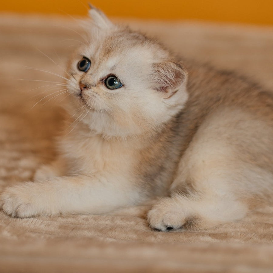 Elza Scottish Straight female, black silver ticked tabby